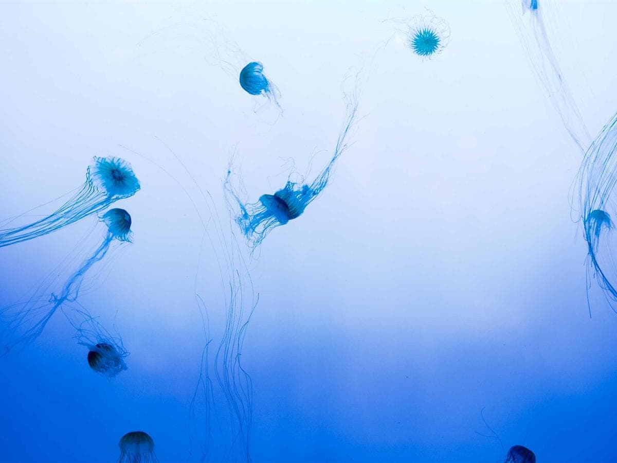 Linden Bed Frame — King — view 1